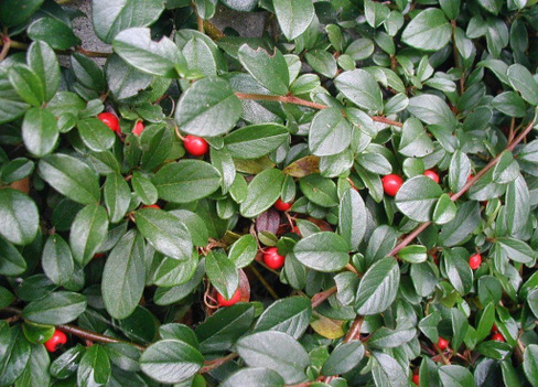 Кизильник Даммера. Cotoneaster dammeri