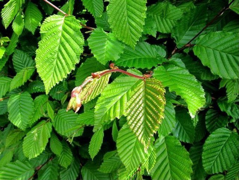 Граб обыкновенный (Сarpinus betulus )