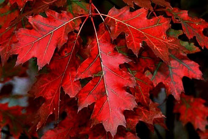 Дуб Красный Листья Фото