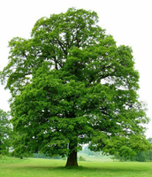 Дуб черешчатый /Quercus robur