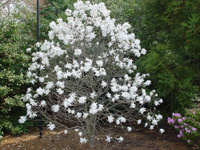 Магнолия звездчатая Роял Стар (Magnolia stellata Royal Star)