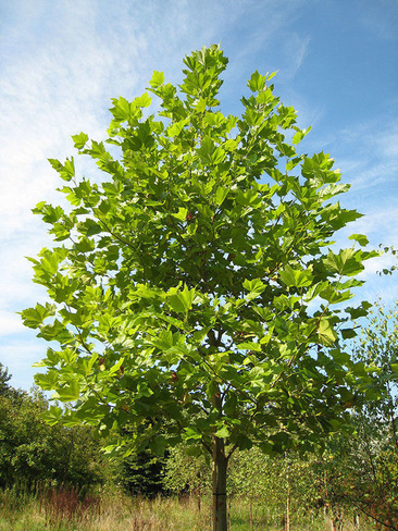 Платан кленолистный (Platanus acerifolia)