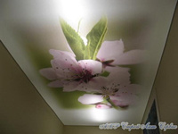 Натяжной потолок с фотопечатью Цветущее дерево