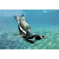 Тканевая шторка для ванны MELODIA Пингвин в море