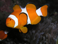 Клоун трехленточный разводной, S /Amphiprion ocellaris ( 2-3 см)