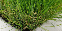 Искусственная трава Тропикана — Тропикана 50