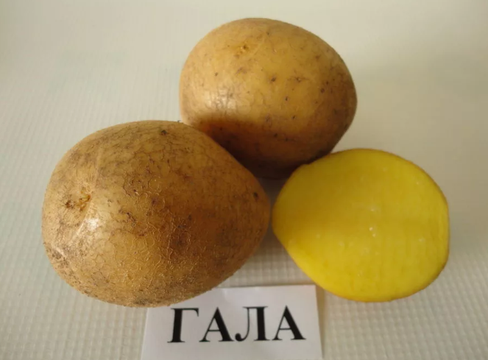 Семенной картофель Гала среднеранний