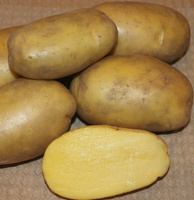 Семенной картофель Гулливер раннеспелый