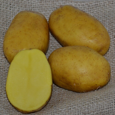 Семенной картофель Пароли (Paroli) в Новосибирске. Цена товара 120 ₽/кг, вналичии - BLIZKO
